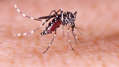 Photo of Goiás está entre os três estados com mais mortes por dengue em 2021