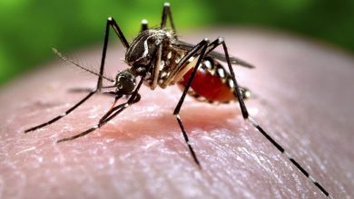 Photo of Goiás está entre os três estados com mais mortes por dengue em 2021