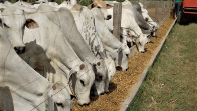 Photo of Produtores rurais de Goiás iniciam movimento por maior fiscalização em balanças de frigoríficos