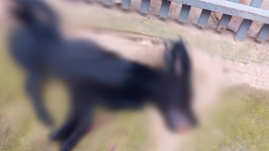 Photo of Homem é preso suspeito de espancar cachorro que entrou na garagem dele, em Formosa