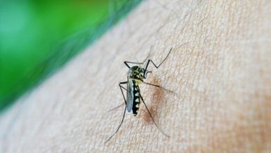 Photo of Goiás é o 2º estado do País em mortes por dengue em 2022