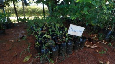 Photo of Secretaria de Meio Ambiente, Indústria e Comércio de Itapuranga, promove doação de mudas frutíferas para reflorestamento